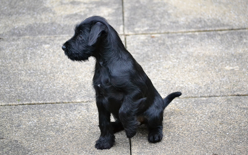 long-coated black wirehaired puppy puppy sitting on gray concrete floor during daytime close-up photo HD wallpaper